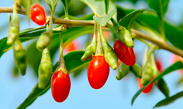 Goji Berries