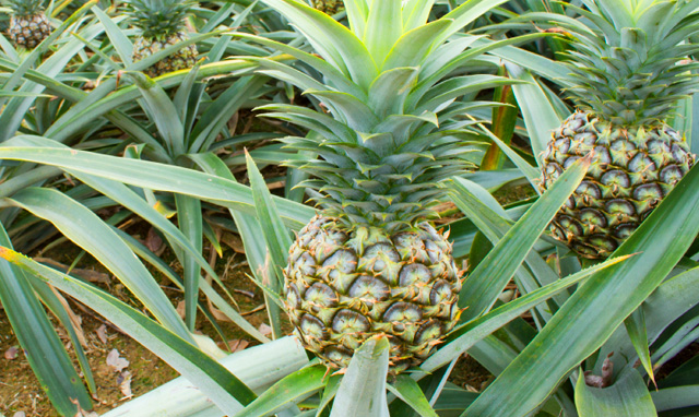 Pineapple